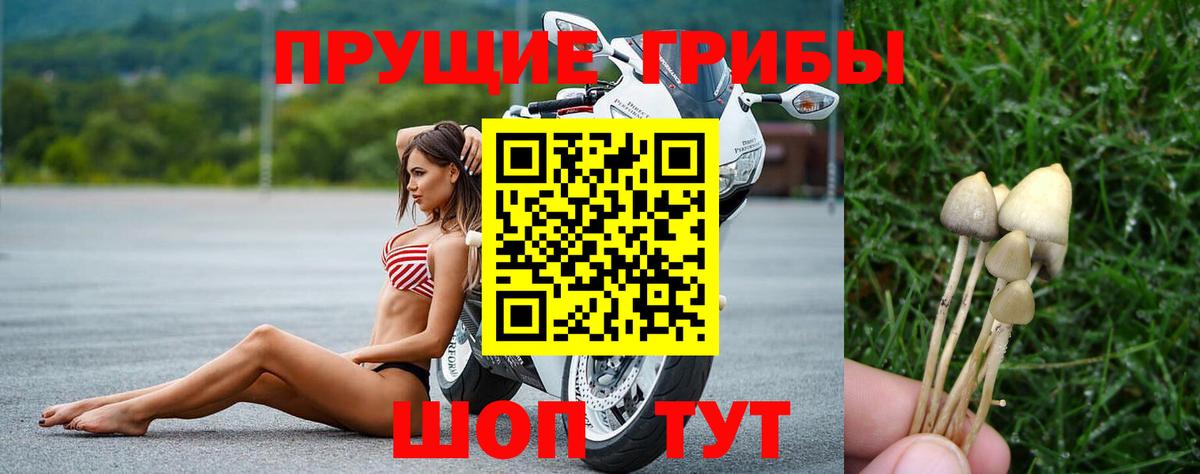 Галлюциногенные грибы мицелий  закладки  Кунгур  Псилоцибиновые грибы Cubensis 